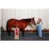 Image 6 : Pets Cashin In