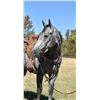 Image 4 : Heza Regal Rip Tide