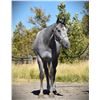 Image 6 : Heza Regal Rip Tide