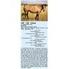 Image 1 : LF Sweetwater Gal