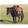 Image 5 : Blackie