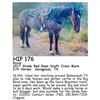 Image 1 : Rosie