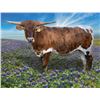 Image 1 : KDK CASHIN PRIMROSE