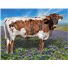 Image 1 : Brazos Athena 9/25