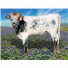 Image 1 : HL Frosty Frannie