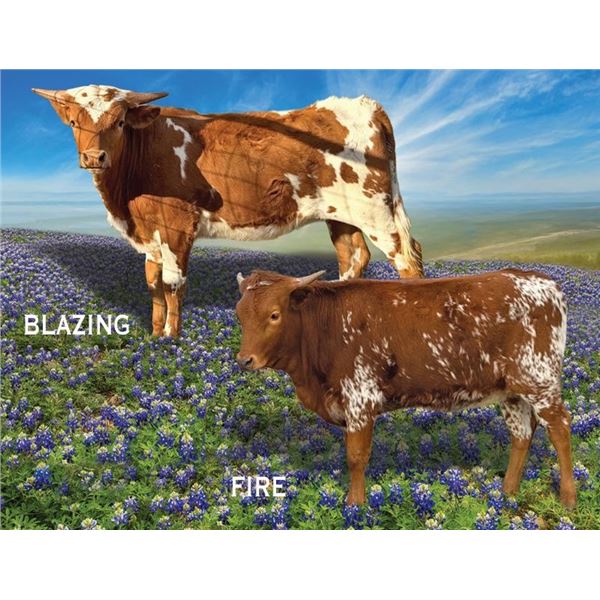 Blazing Beauty 6/5