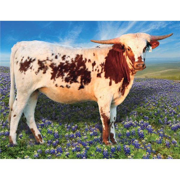 SLL UPTOWN COWGIRL