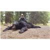 Image 2 : 2 Black Bear Hunt in Alberta