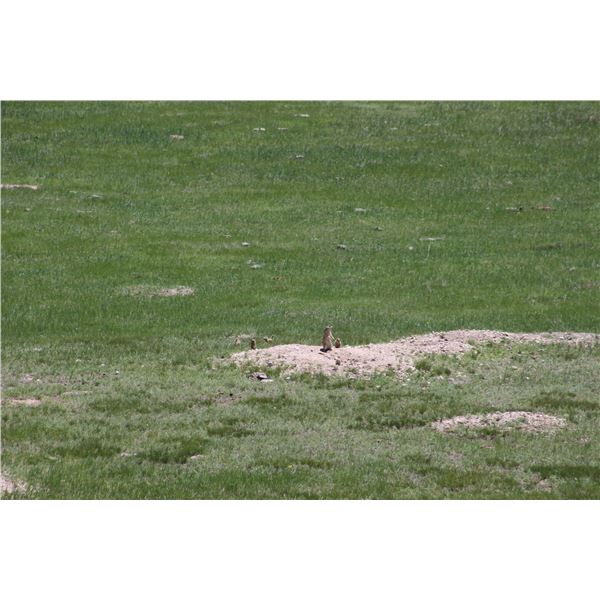 Nebraska Prairie Dog Shoot - 3 Hunters
