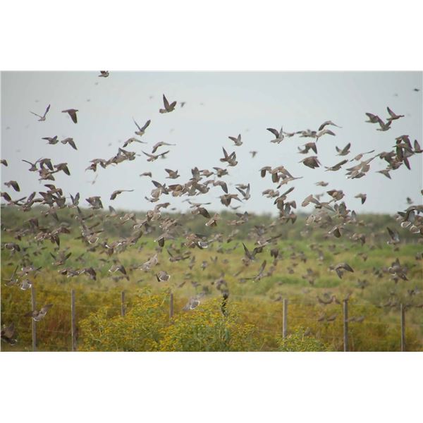Argentina, 4 Day / 3 Night, Maximum 6 hunters, Dove Hunting