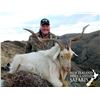 Image 4 : New Zealand, 4 Day / 5 Night, 1-4 hunters, Red Stag, Arapawa Ram and South Pacific Goat Hunt