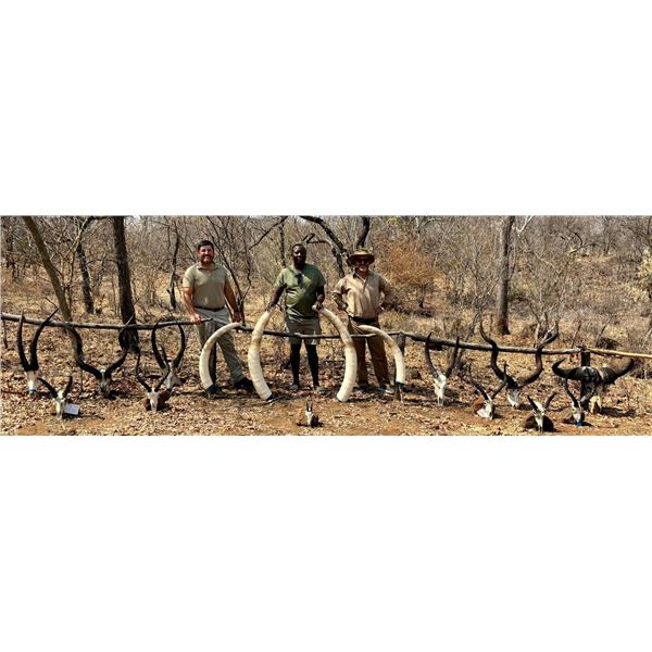 Zimbabwe, 7 day, 1 hunter, Exportable Tuskless Elephant