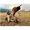 Image 3 : Spain, 4 Day, 1 hunter, Spainsh Red Deer or Fallow Deer Trophy Fee