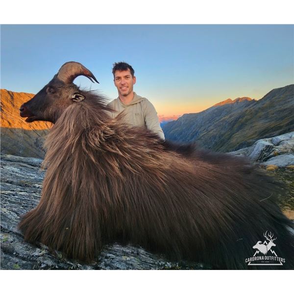 New Zealand, 5 day, 1 hunter, Bull Tahr