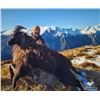 Image 2 : New Zealand, 5 day, 1 hunter, Bull Tahr