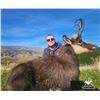 Image 2 : New Zealand 5 day, 1 hunter, Buck Chamois