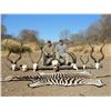 Image 11 : South Africa, 8 days, 4 hunters two-on-one and 4 observers. $1700 trophy fee credit per hunter.