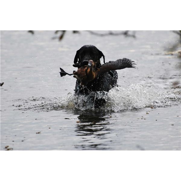 Argentina, 4 Day / 3 Night, Maximum 3 hunters, Dove, Duck, Fishing