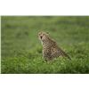 Image 1 : Original African Safari photo