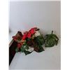 Image 3 : Artificial Plants & Flowers Up to 13" Tall
