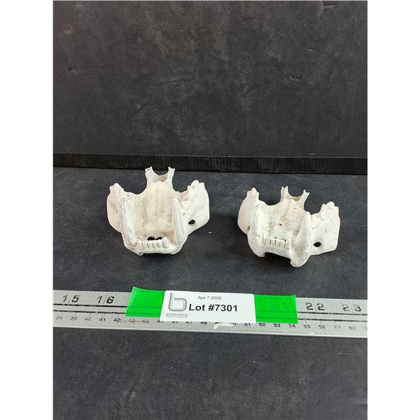 (2) Animal Jaw Molds