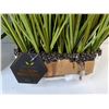 Image 2 : (2) Artificial Grass Plants Up to 34" - PICK UP ONLY
