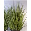 Image 3 : (2) Artificial Grass Plants Up to 34" - PICK UP ONLY