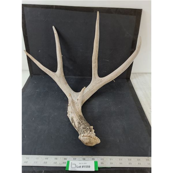 Deer Single Antler Shed - Pick Up Preferred
