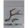 Image 1 : Antlers