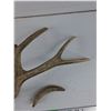 Image 2 : Antlers