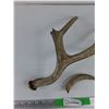 Image 3 : Antlers
