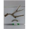 Image 4 : Antlers