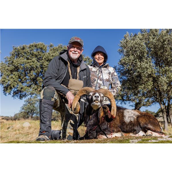 Mouflon Sheep Hunt in Spain Trophy Class