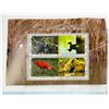 Image 2 : BIRDS OF PREY FROM AROUND THE GLOBE (INTERNAL REFERENCE: C)