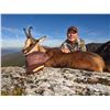 Image 1 : 10-day Spain Cantabrian Chamois (SCI Gold Medal), Iberian Mouflon, and Iberian Red Deer Hunt for Two