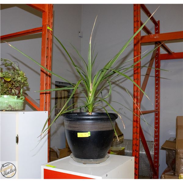 TROPICAL "PALM" LIVE HOUSEPLANT- LARGE