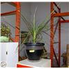 Image 1 : TROPICAL "PALM" LIVE HOUSEPLANT- LARGE