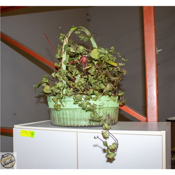LIVE HOUSEPLANT- BASKET ASSORTED