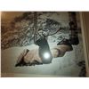 Image 3 : Framed Numbered by Darren Haley Cat B