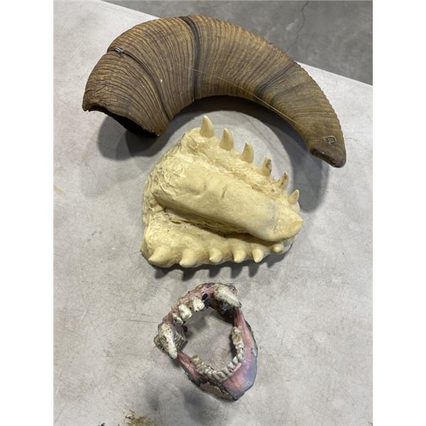 CARVED  HORN AND 2 FOSSILS