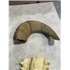 Image 4 : CARVED  HORN AND 2 FOSSILS