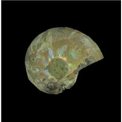 4.2ct Opalized Prehistoric Ammonite Jewelry Cut Half (GEM-20499)