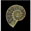 Image 2 : 4.2ct Opalized Prehistoric Ammonite Jewelry Cut Half (GEM-20499)