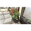 Image 1 : BLACK CERAMIC POT WITH ARTIFICIAL PLANT. POT IS 24"D X 24"H