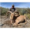 Image 2 : Mexico: 5 Day and 6 Night Aoudad Hunt for 2 Hunters, includes Trophy Aoudad per Hunter
