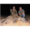 Image 8 : Mozambique:14 Day Leopard Hunt for 1 Hunter, Includes 1 Leopard. Special Offer! See Listing