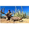 Image 5 : Mexico: Sonora 8 Day Trophy Mule Deer Hunt for 2 Hunters, Includes 1 175+ trophy buck per hunter.