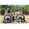 Image 5 : Mexico: 3 Day 4 Night Fully Guided Gould's Turkey Hunt for 2 Hunters