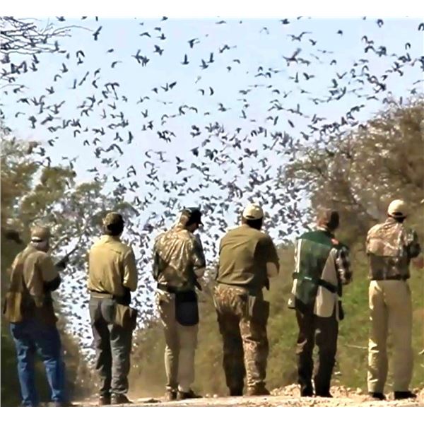 Argentina: 4-day 3-night High Volume Dove Hunt For 4 Hunters.