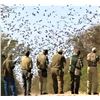 Image 1 : Argentina: 4-day 3-night High Volume Dove Hunt For 4 Hunters.